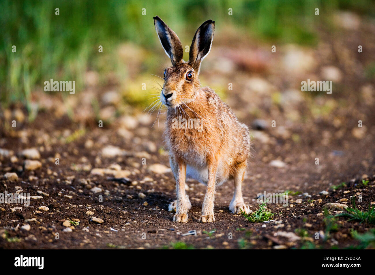 Ein brauner Hase in einem Feld. Stockfoto
