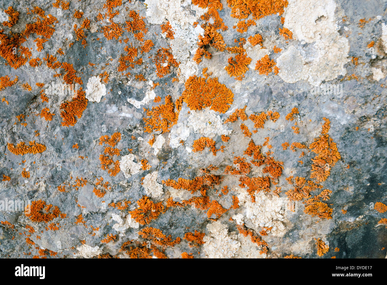 roten Flechten auf den grauen Stein Hintergrund mit Fokus auf Mittelteil Stockfoto