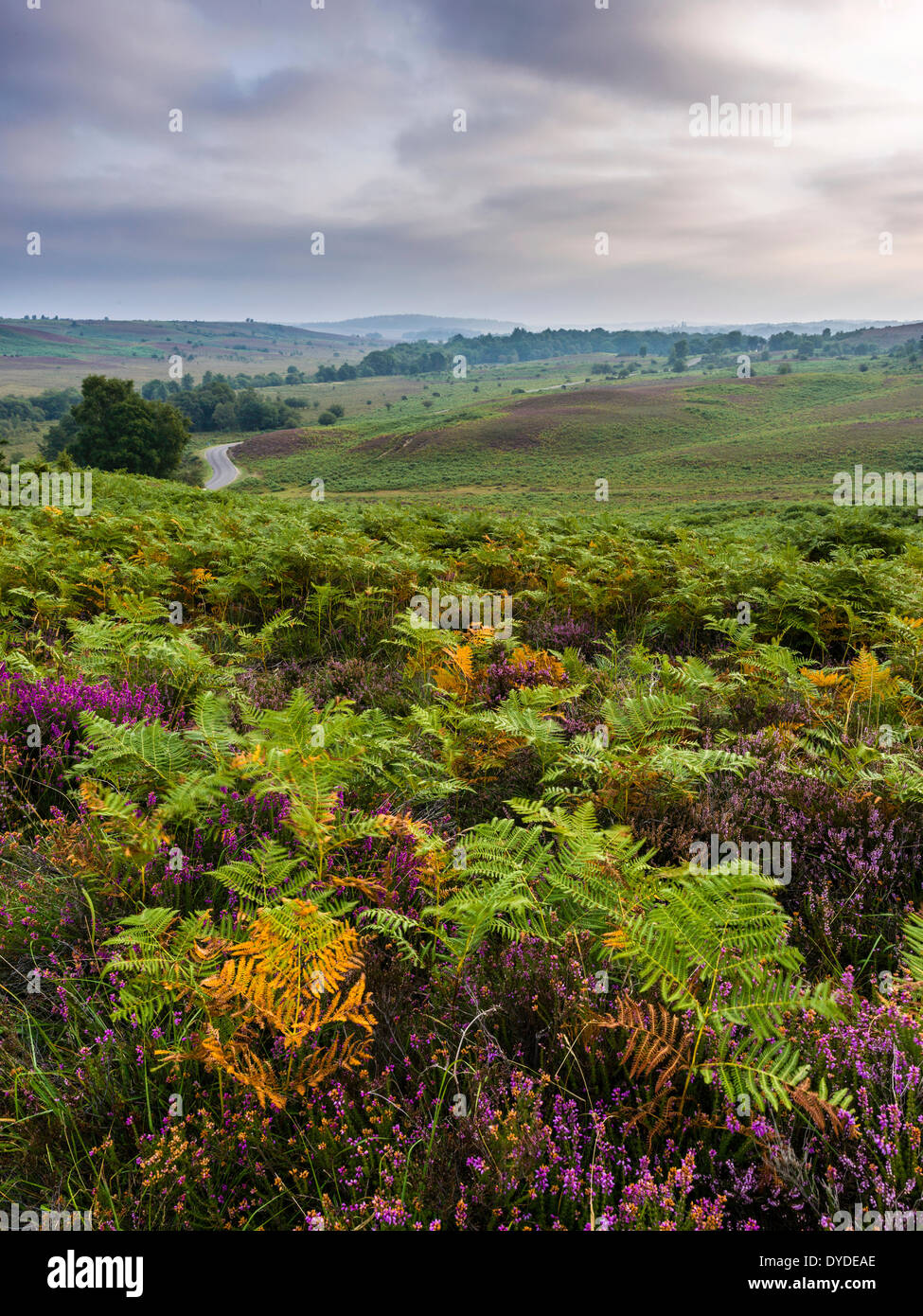 Heather und Bracken in Rockford Common im New Forest National Park. Stockfoto