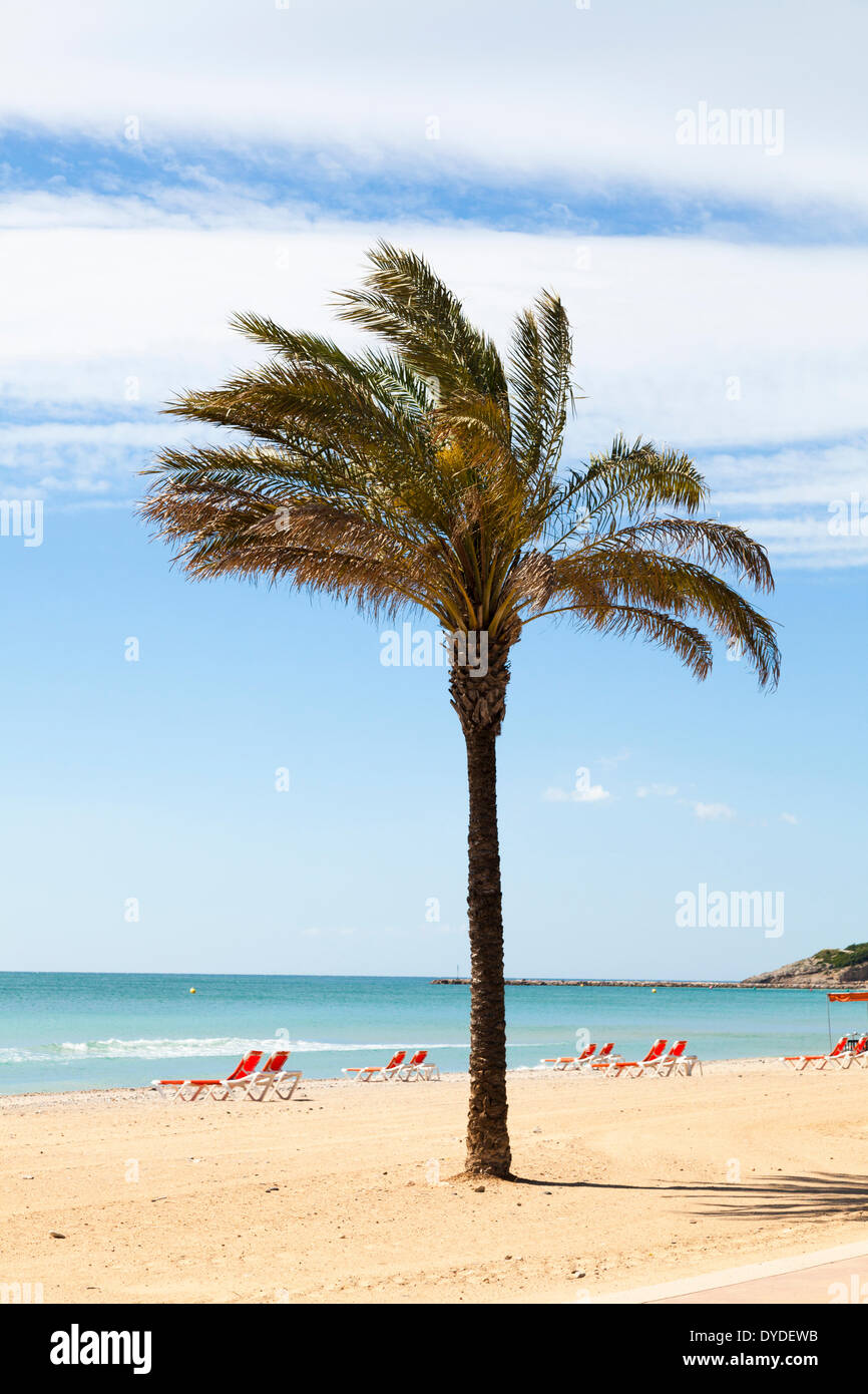 Einzige Palme mit unbesetzten Sonnenliegen am Strand. Stockfoto
