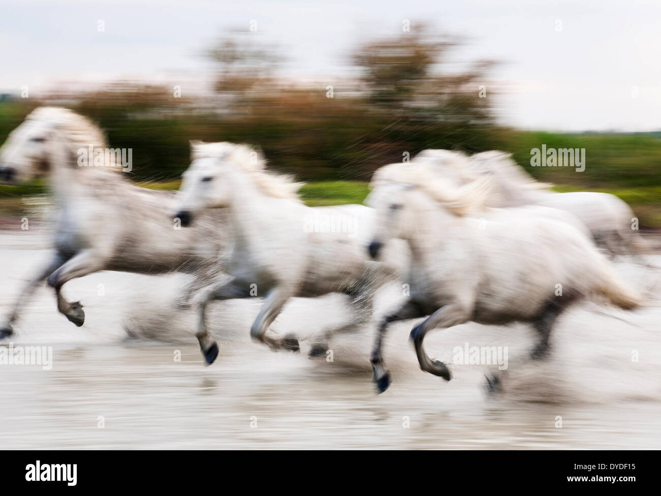 Camargue-Pferde im Galopp durchs Wasser weiß. Stockfoto