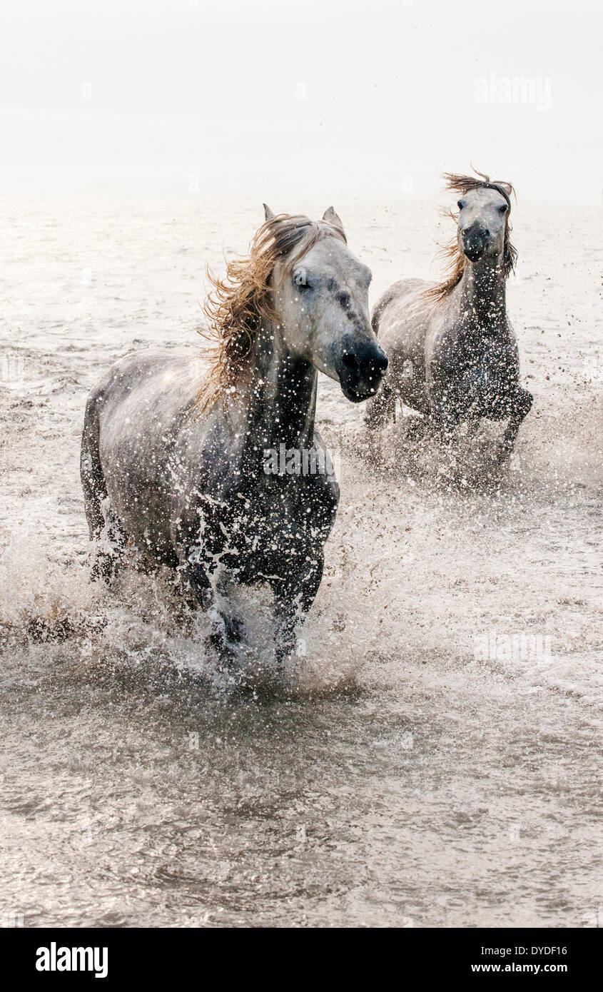 Camargue-Pferde im Galopp durchs Wasser weiß... Stockfoto