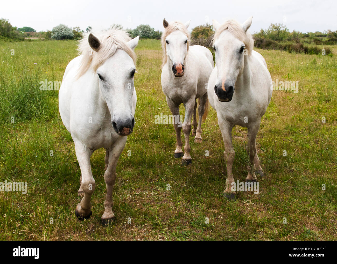 Weiße Pferde der Camargue. Stockfoto