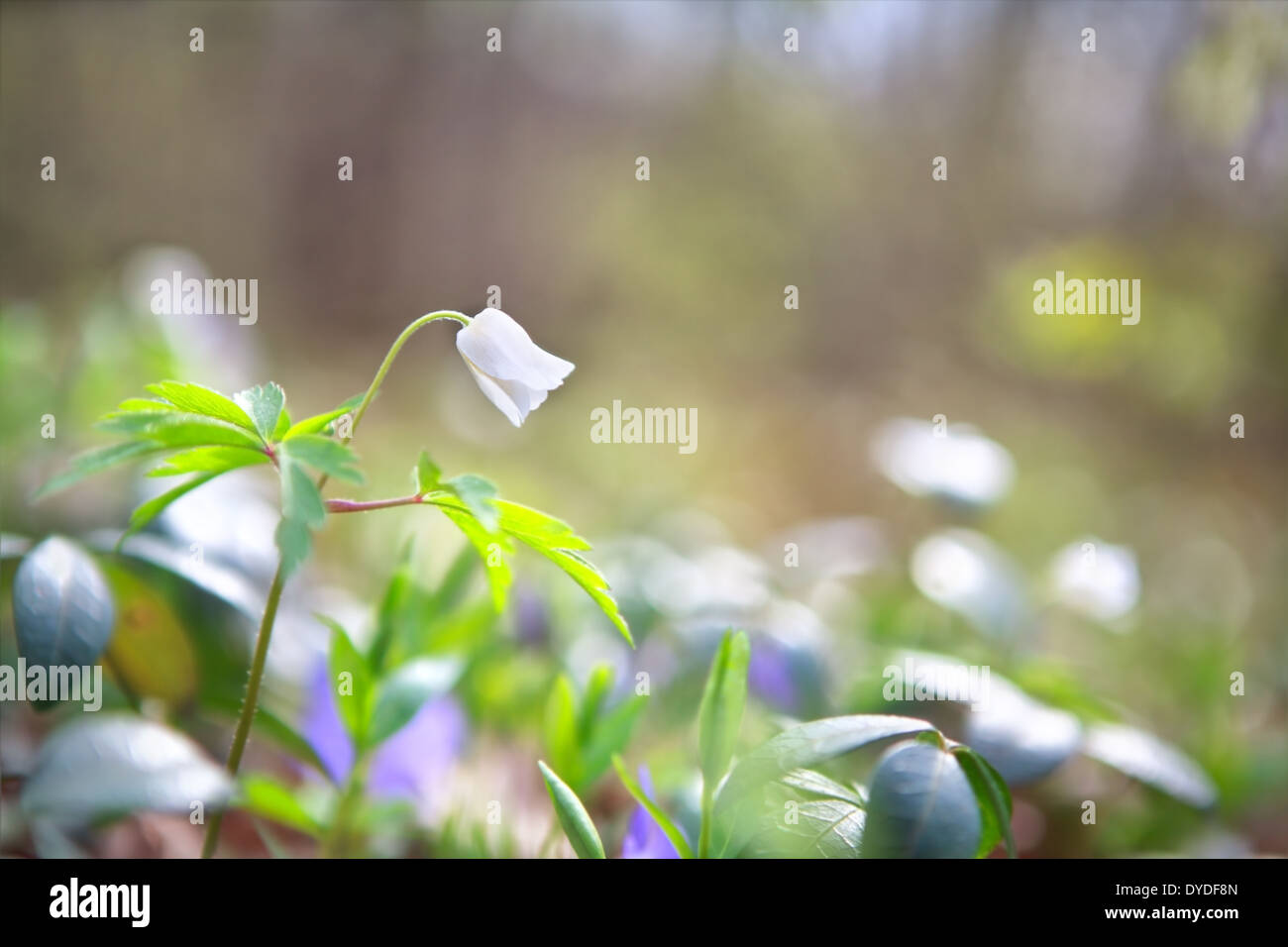 Schneeglöckchen Anemonenblume im Wald während der sonnigen Frühlingstag Stockfoto