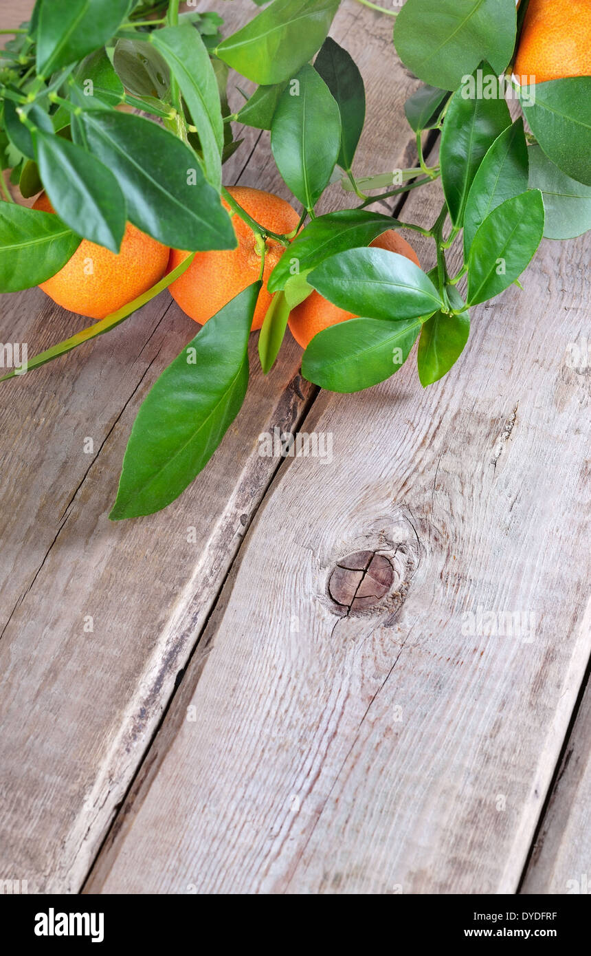 Zweig der Mandarinen auf Holztisch Stockfoto