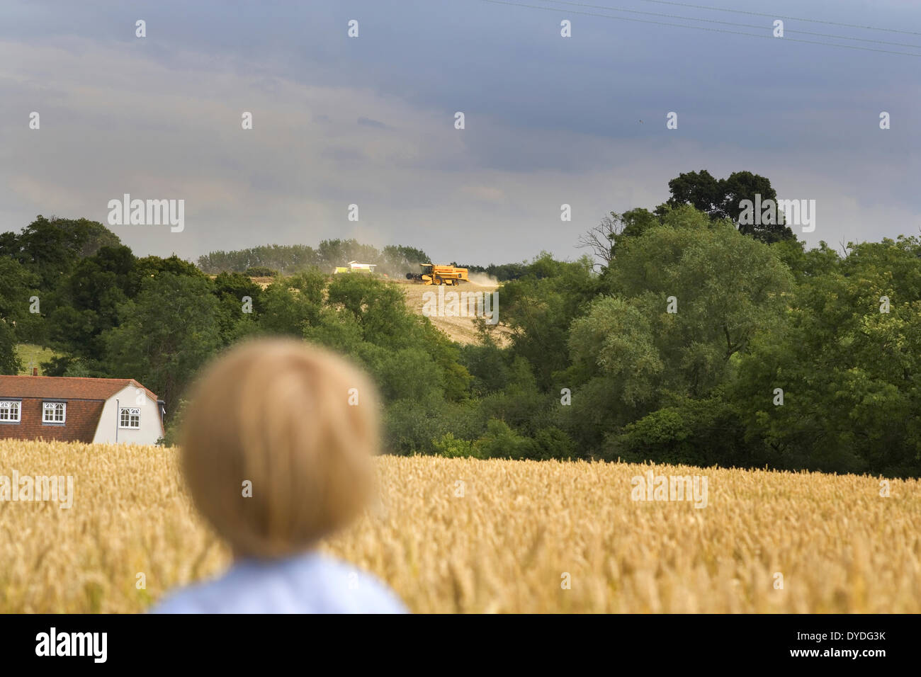 Ein kleiner Junge beobachtet den Mähdrescher in einem Weizenfeld im August. Stockfoto