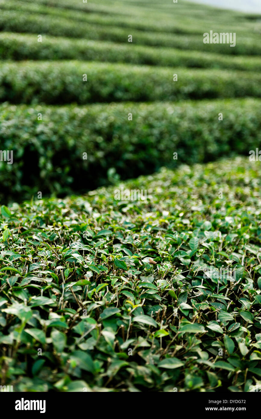 Mae Salong Teeplantagen im Hochland des Bezirks Chiang Rai in Thailand. Stockfoto