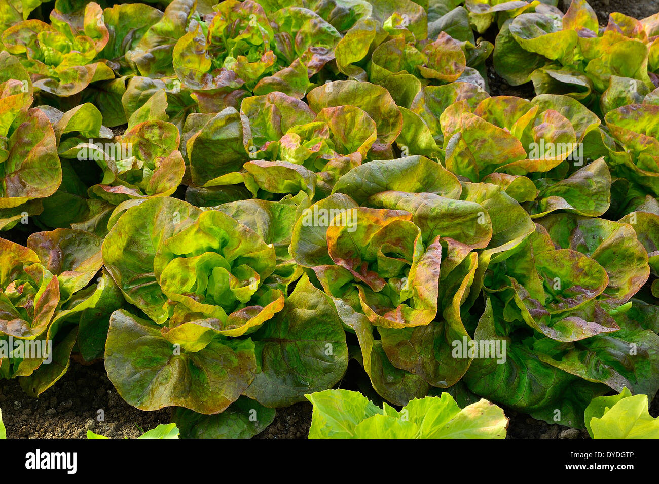 Bett von Salat Batavia "Rouge Grenobloise' (Lactuca Sativa) in einem Gemüsegarten im Mai. Stockfoto
