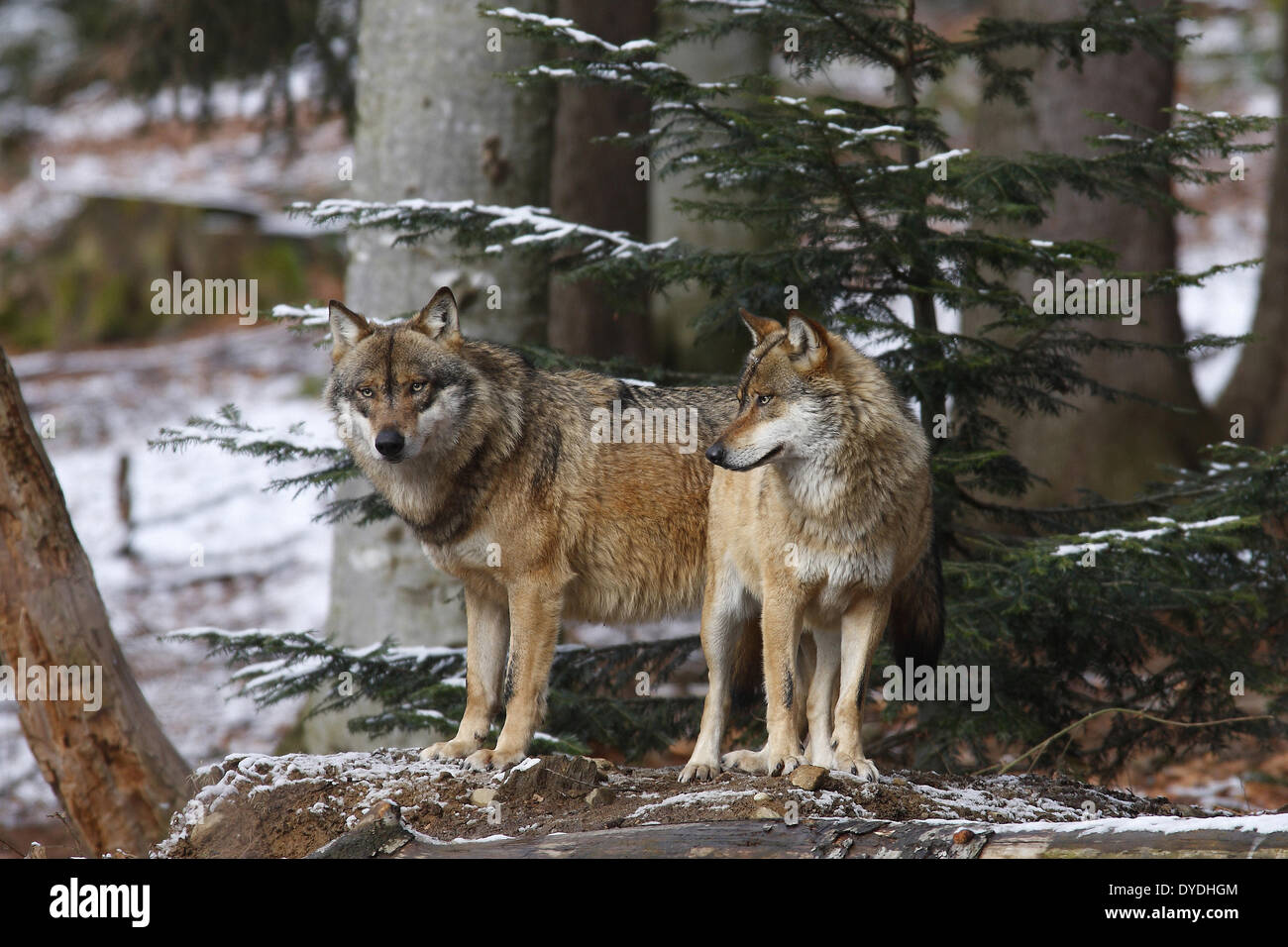 Canidae, Canis, grauer Wolf, Lupus, Mammalia, Natur, Raubtier, Säugetier, Wirbeltier, Wolf Stockfoto