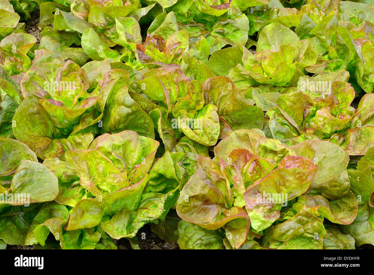 Bett von Salat Batavia "Rouge Grenobloise' (Lactuca Sativa) in einem Gemüsegarten im Mai. Stockfoto
