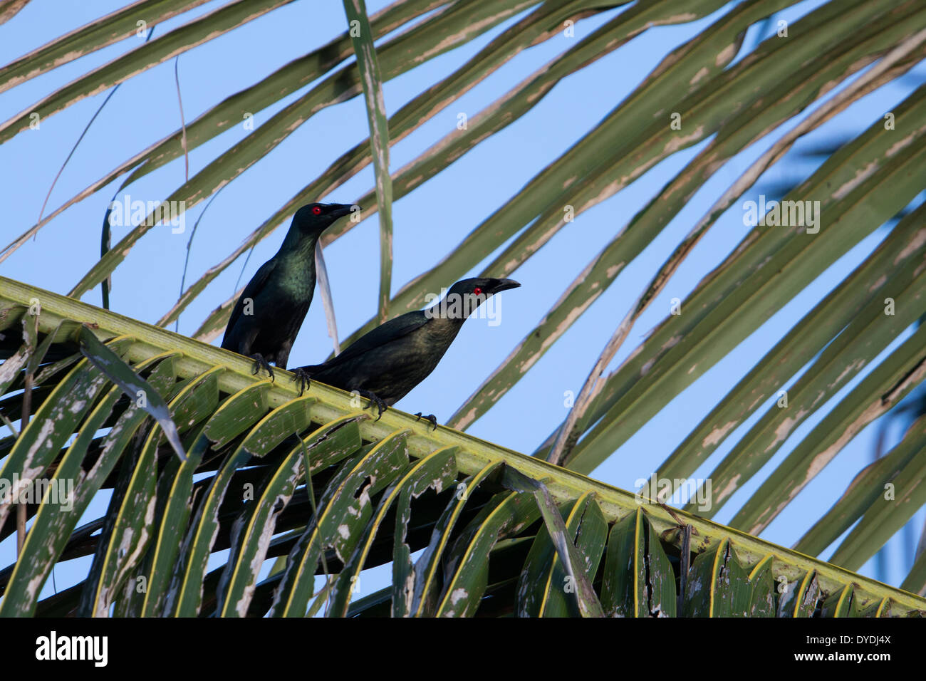 Asiatische glänzend Starling (Aplonis Panayensis Panayensis), Männchen auf einem Palmwedel Stockfoto
