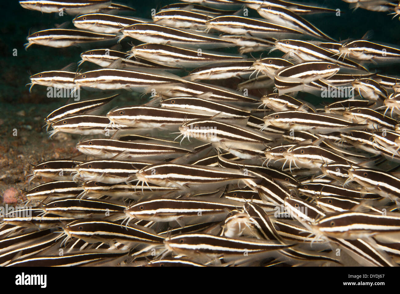 Gestreiften Wels (Plotosus Lineatus) eine Schule in der Lembeh-Strait aus Nord-Sulawesi, Indonesien. Stockfoto