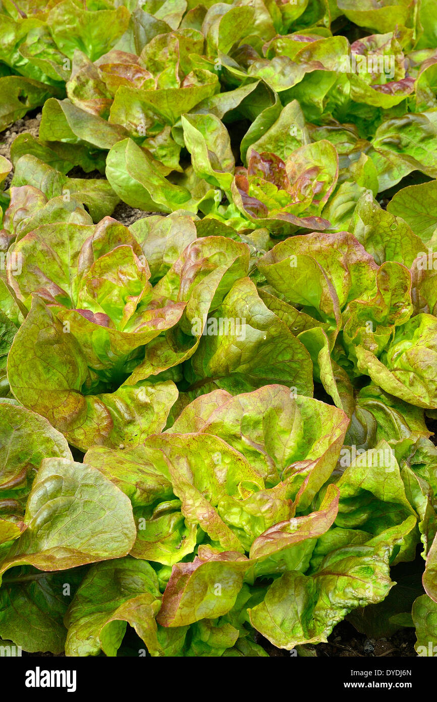 Salat-Bett, Batavia "Rouge Grenobloise' (Lactuca Sativa). Stockfoto
