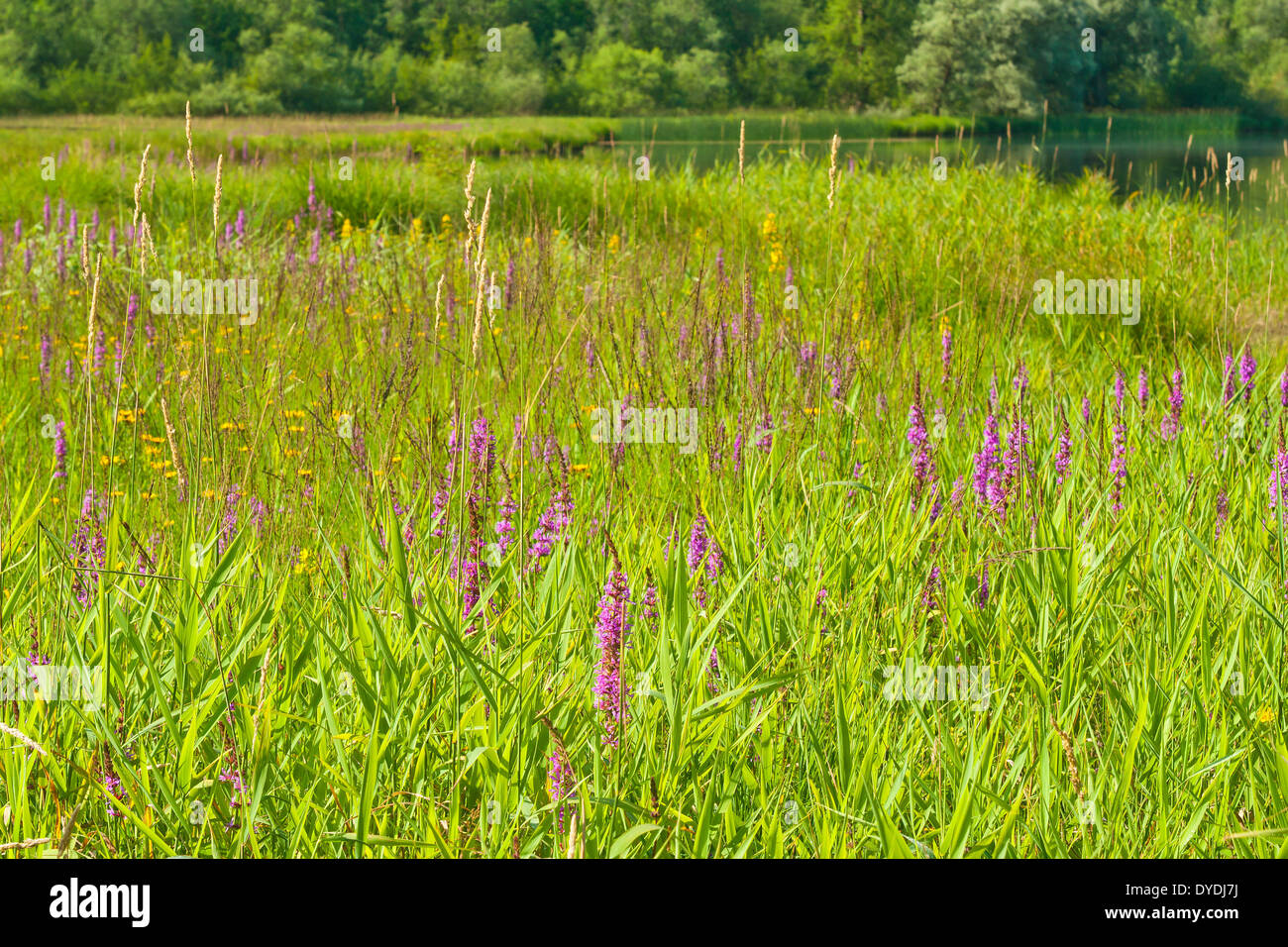 Bayern Deutschland Europa oberen Bayern Chiemgau Reit Im Winkl Seegatterl Naturlandschaft See Wasser breiten See Wiese f Stockfoto