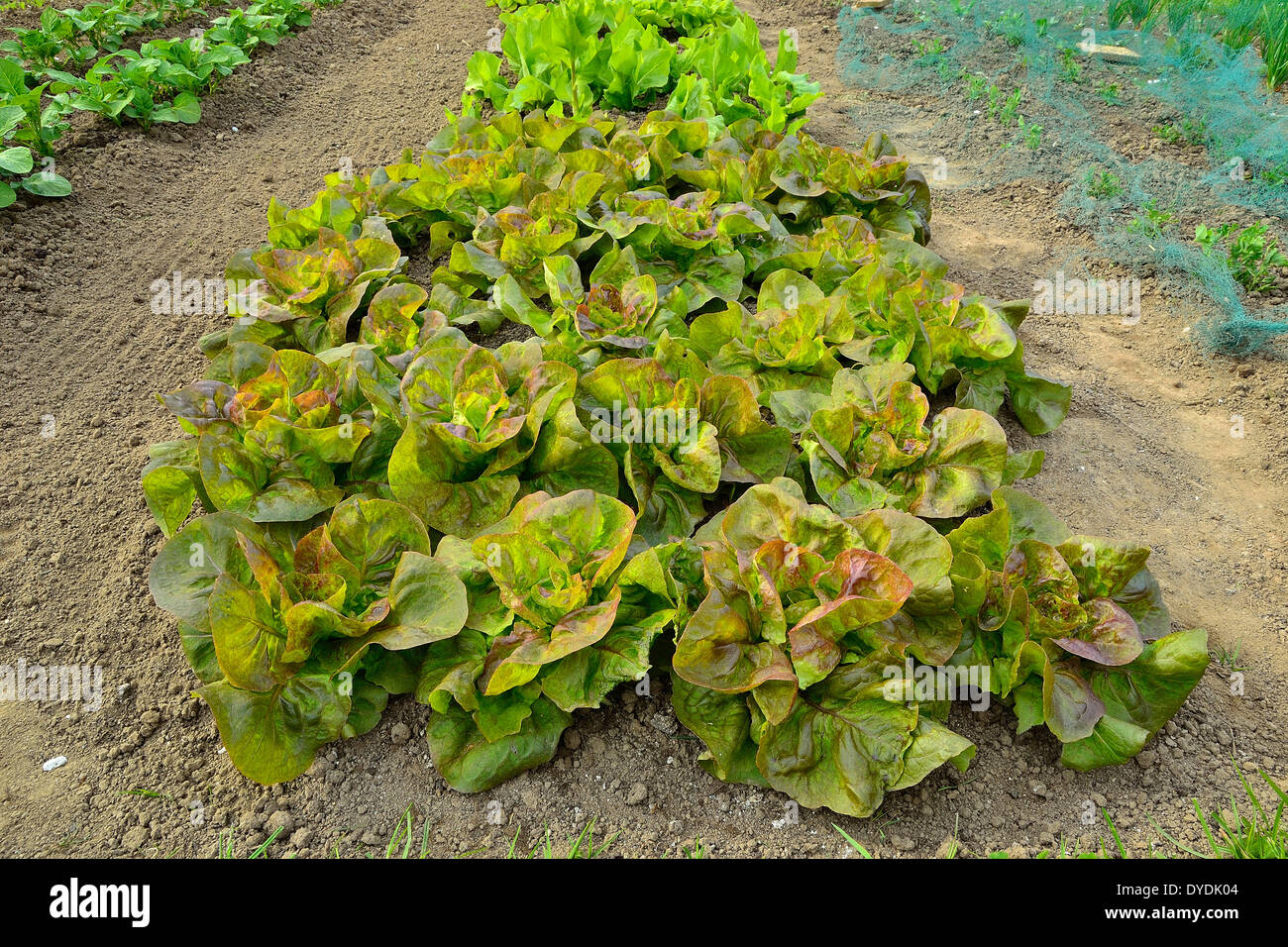 Bett aus Batavia Salat, roter Kopfsalat ("Rouge Grenobloise"). Stockfoto