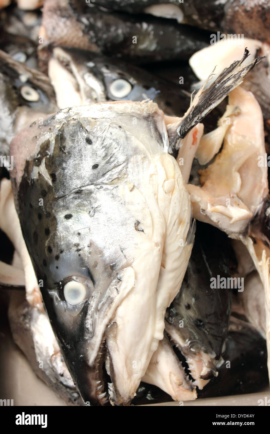 Lachs Fisch Lebensmittel tierischen Kopf frischen rohen Meeresfrüchten Stockfoto