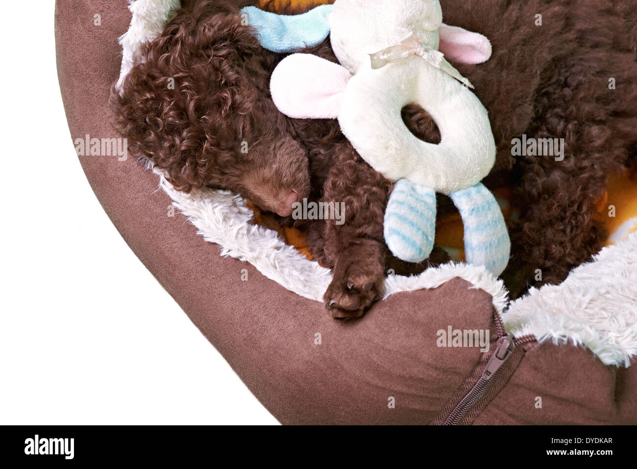 Eine Miniatur Pudel Welpen liegen in seinem weichen Bett auf einem weißen Hintergrund. Stockfoto