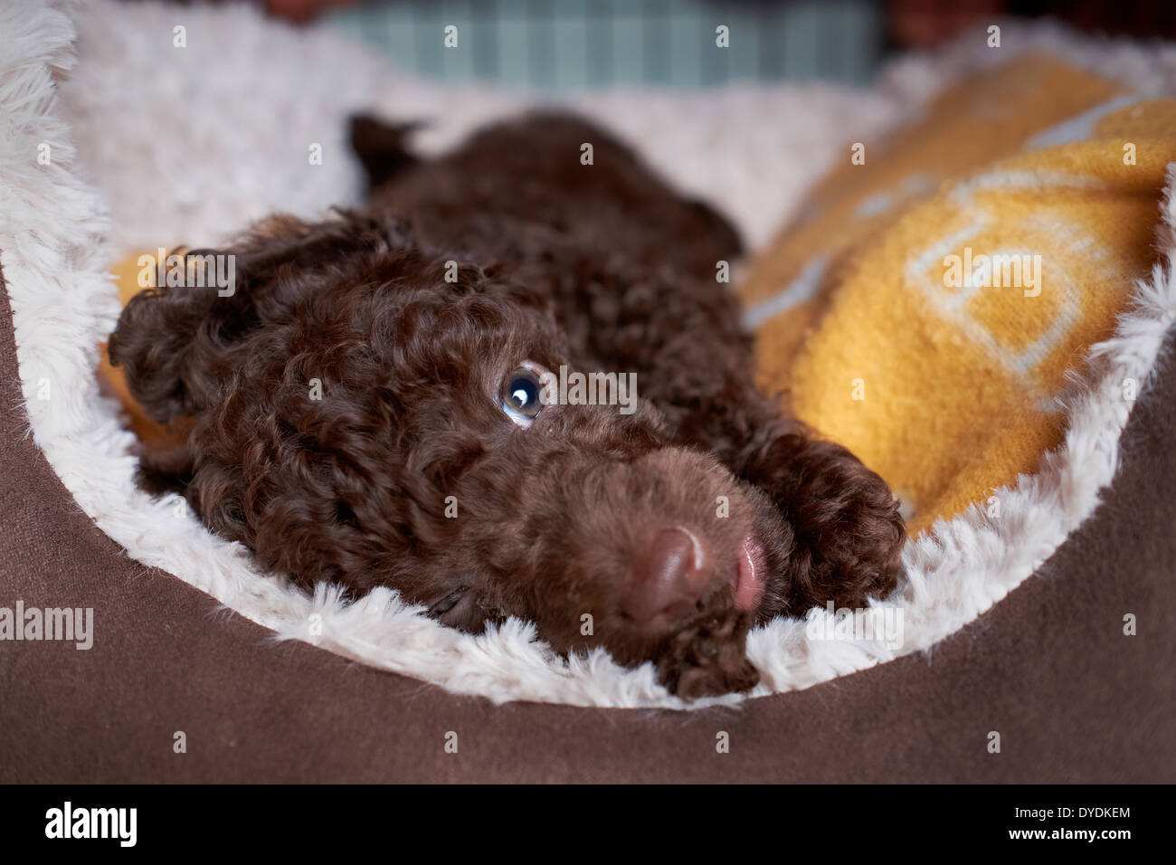 Eine verschlafene Miniatur Pudel Welpen. Stockfoto