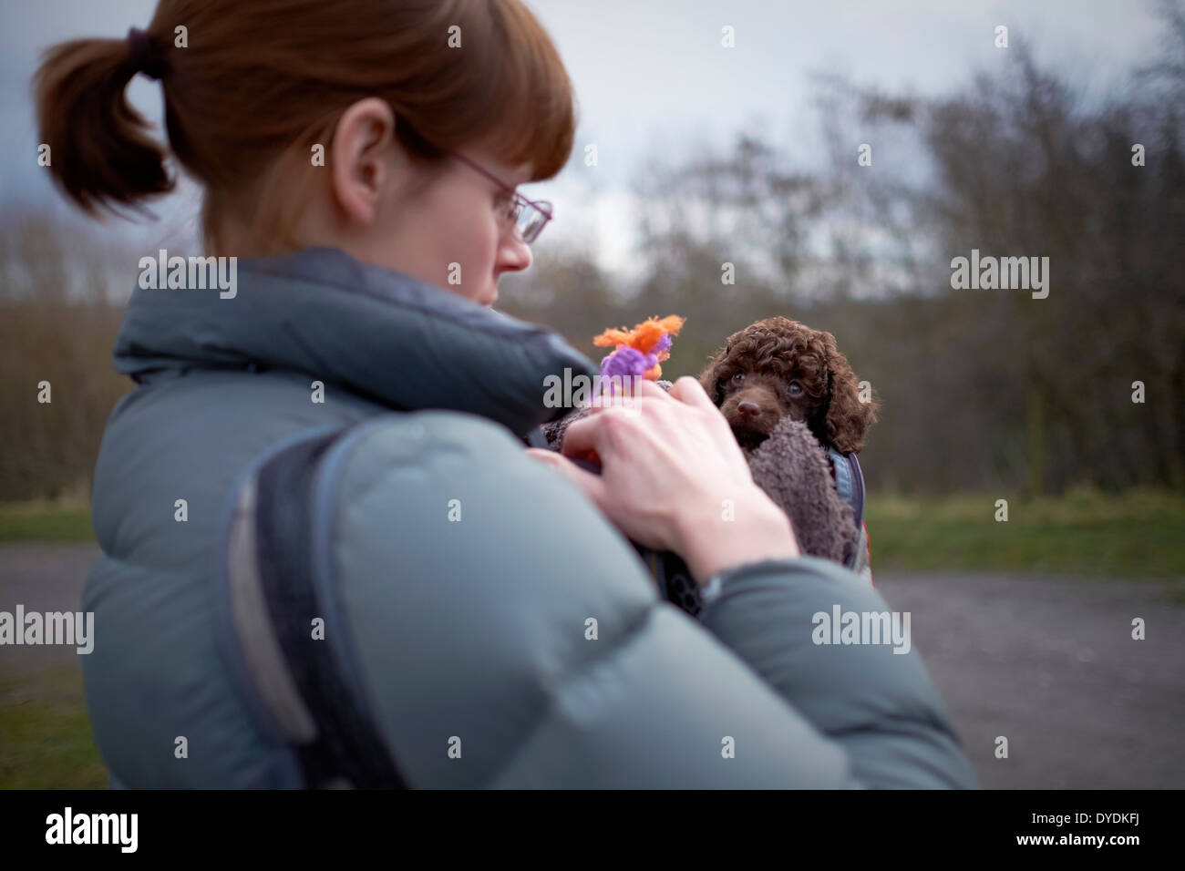Outdoor-Training für einen Miniatur Pudel Welpen. Stockfoto
