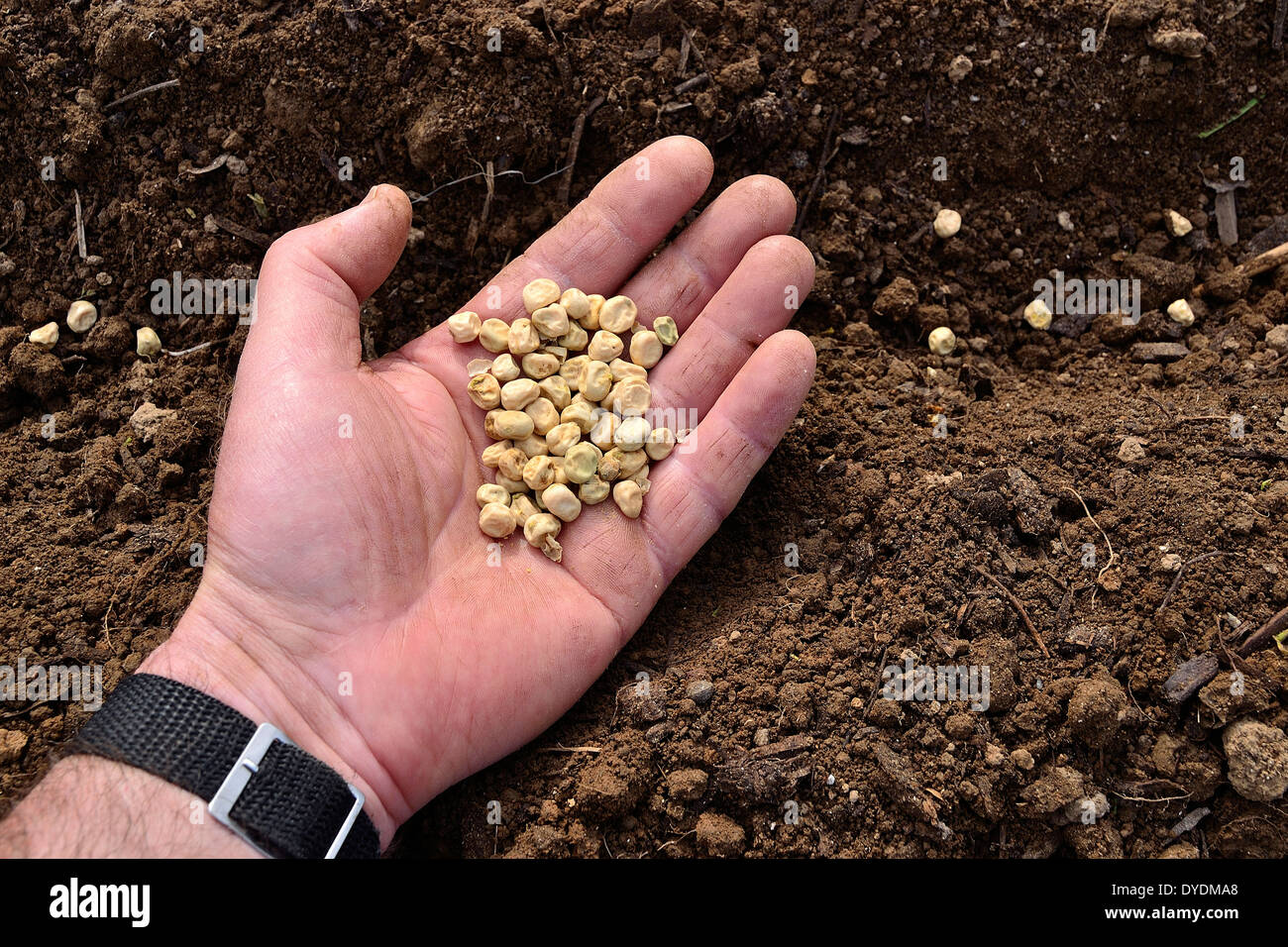 Aussaat von Erbsen (Pisum Sativum) in einem Gemüsegarten. Stockfoto