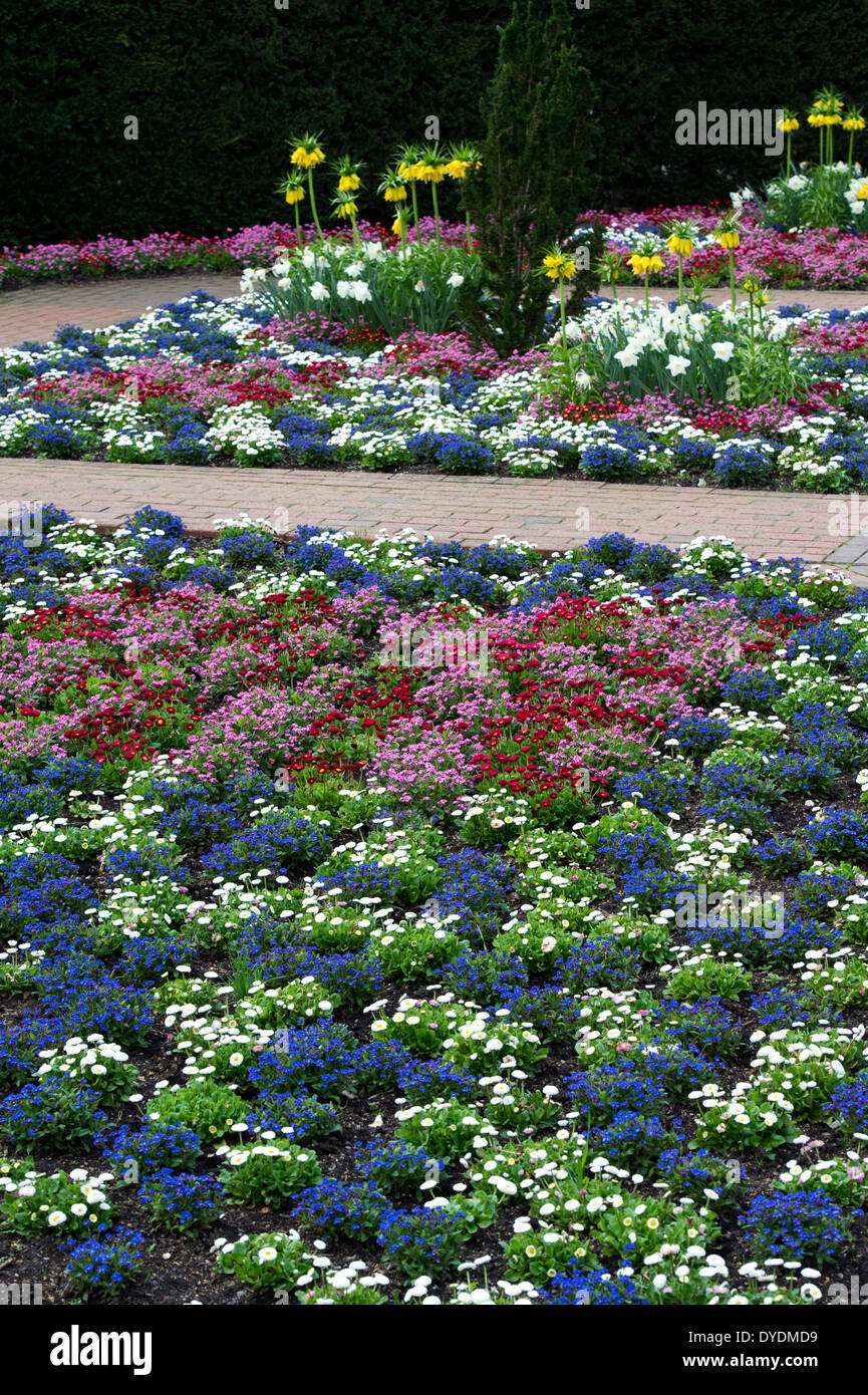 formale-blumenbeete-die-pflanzen-fotos-und-bildmaterial-in-hoher