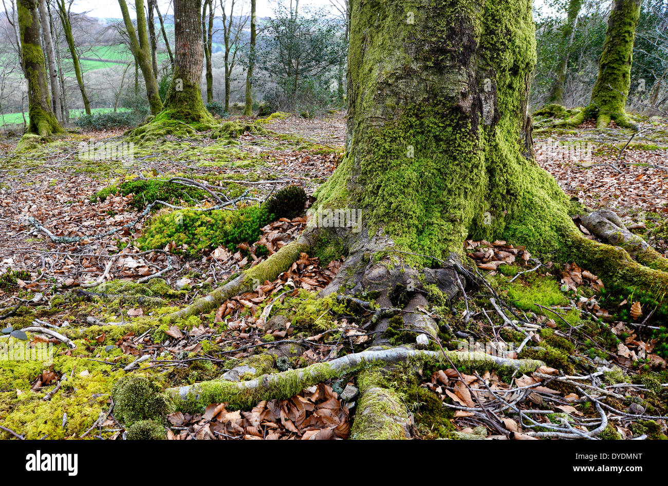 Bemoosten Baumwurzeln Buche Bäume wachsen in Hart-Wald in der Nähe von Lanhydrock in Cornwall Stockfoto