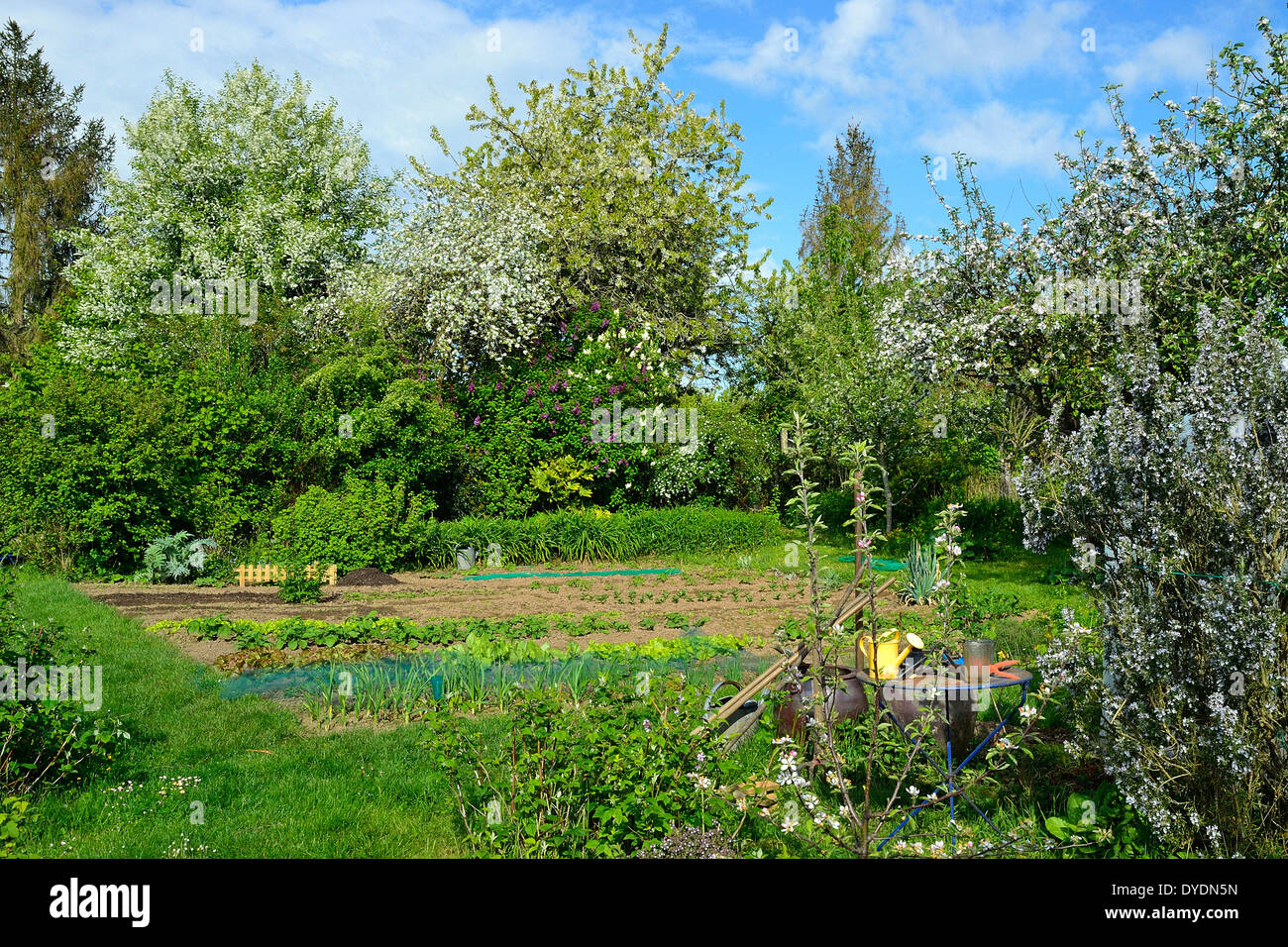 Gemüsegarten im Frühling, Gemüse Betten, auf die richtige Rosmarin, Apfel und Kirschblüten im Hintergrund. Stockfoto