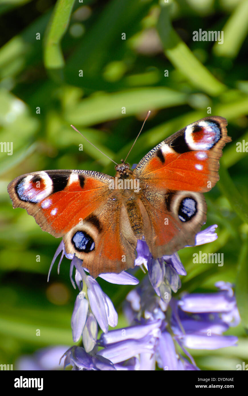Tagpfauenauge (Inachis Io) Kent, England, Ende April. Stockfoto