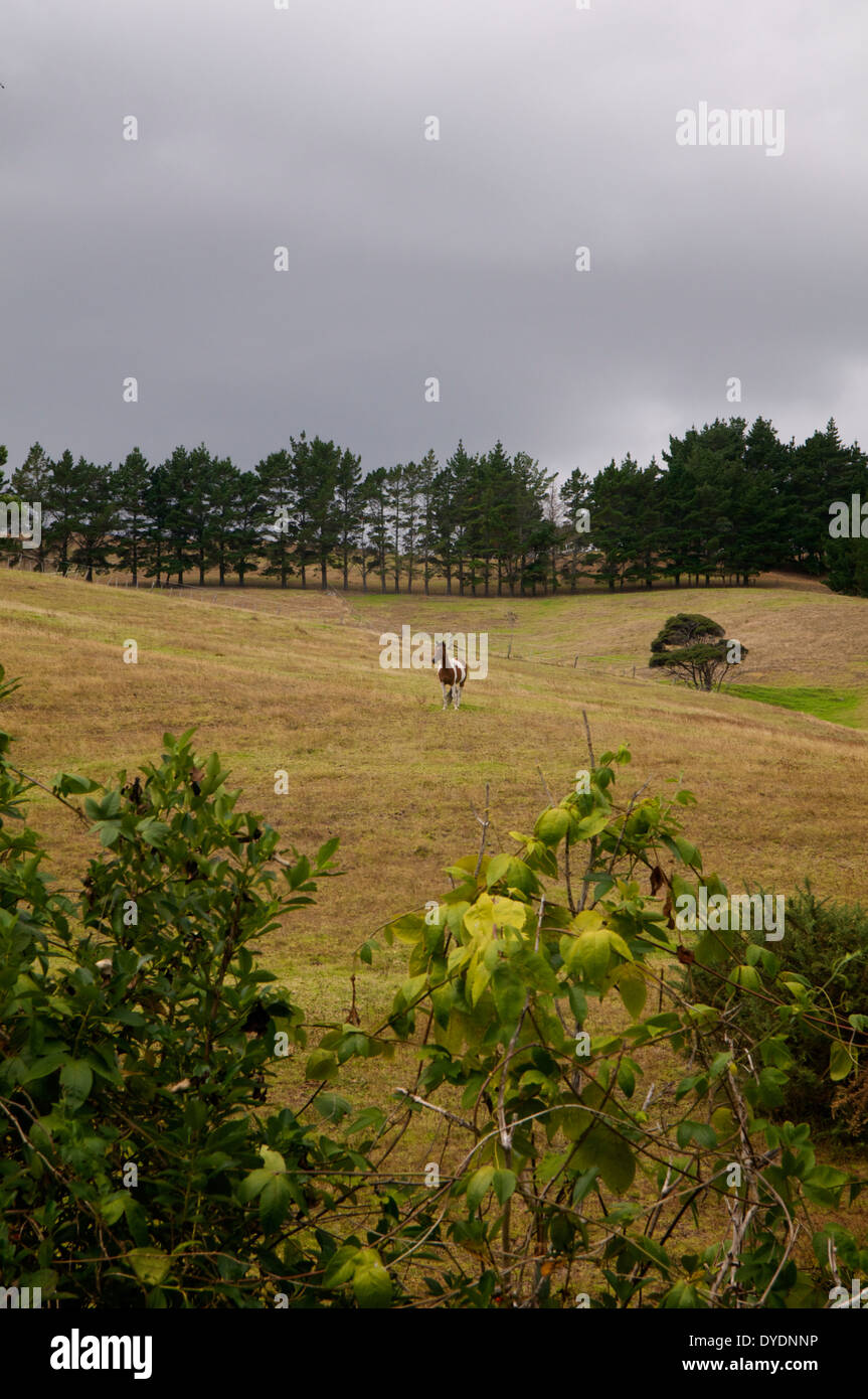 Palomino Pferd in einem Feld in Whangarei, Neuseeland. Stockfoto