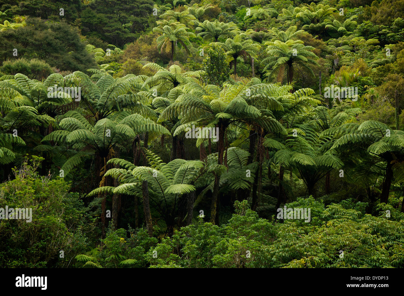Üppige Wald mit Ponga Farne in Whangarei, Neuseeland. Stockfoto