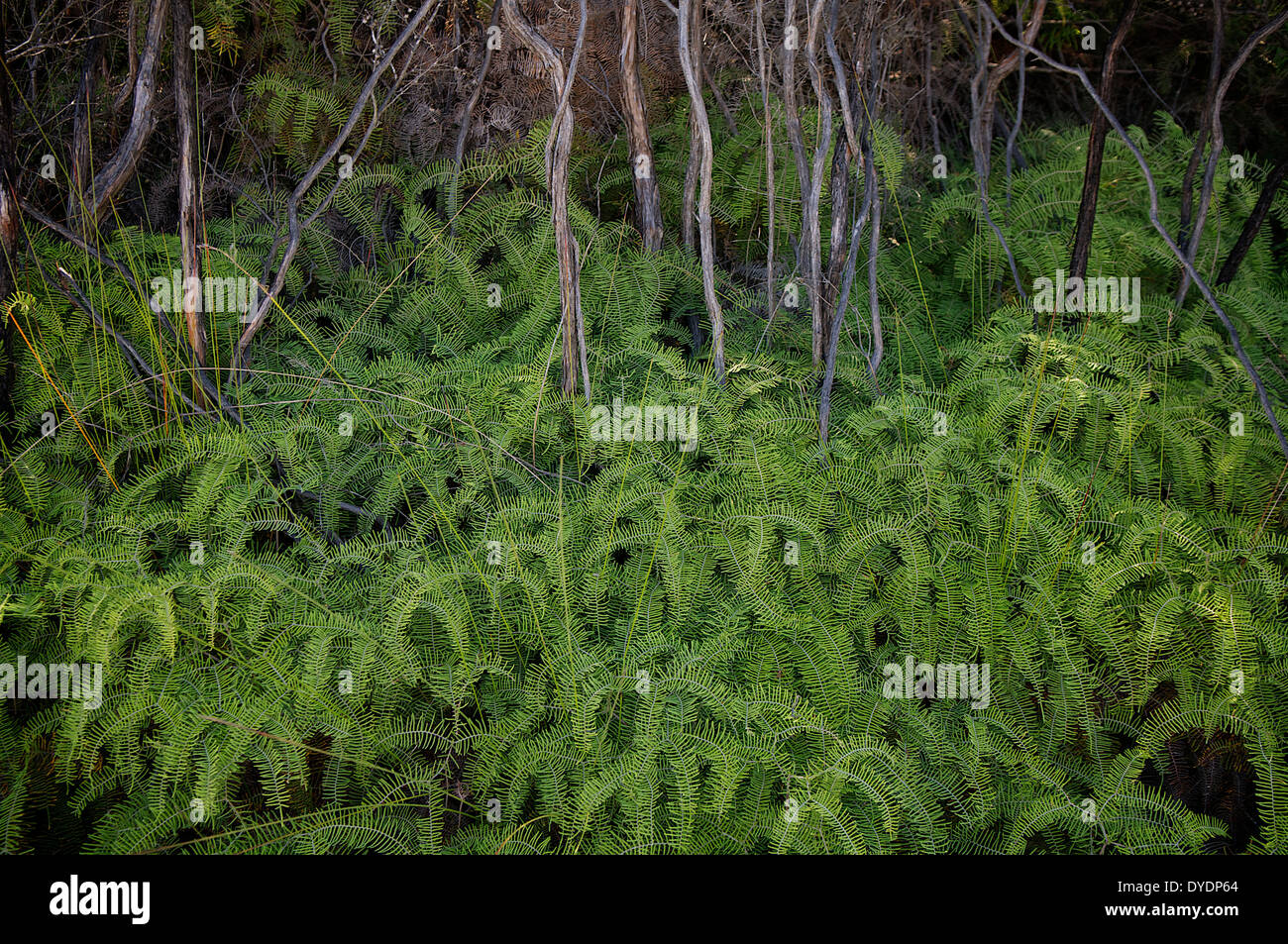 Farne bei Manuka ergibt sich am Rande eines Gumdigger Park in Whangarei, Neuseeland. Stockfoto