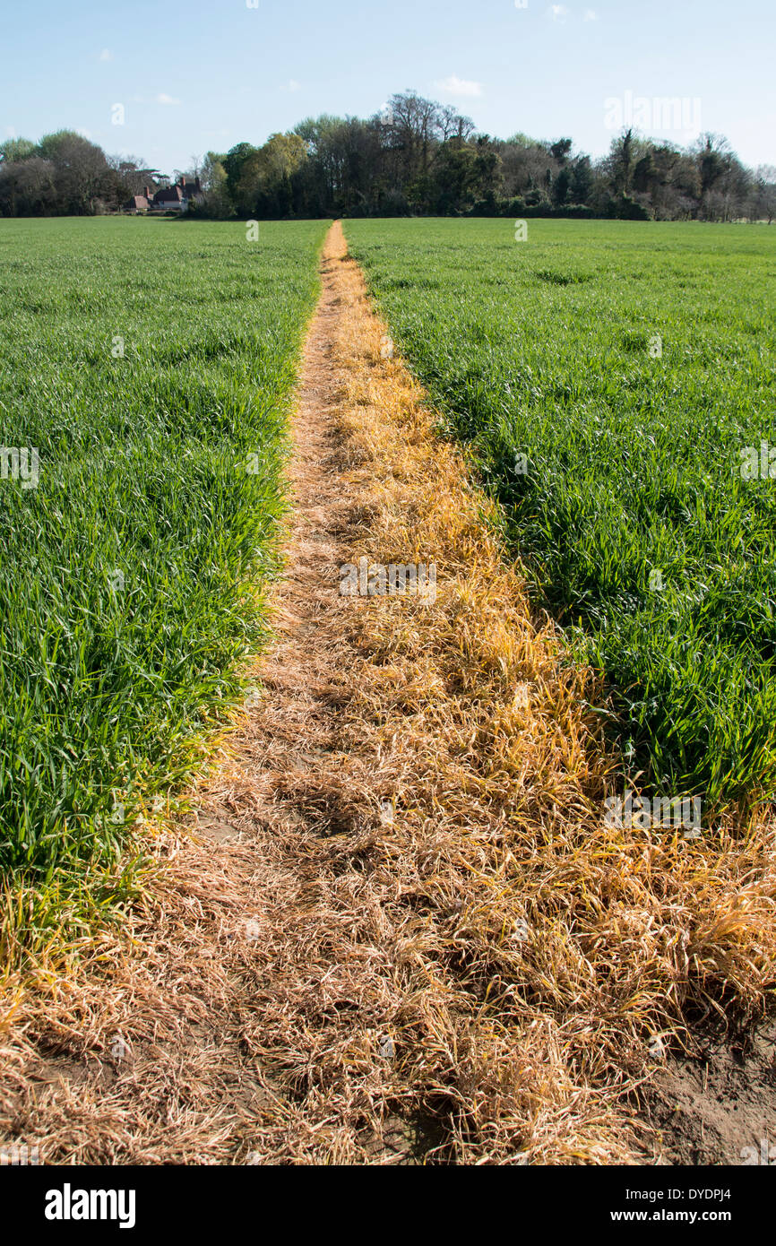 Ein Fußweg auf einem Weizenfeld hat mit Roundup es klar für den Zugang der Öffentlichkeit zu halten besprüht worden. Orford Suffolk. Stockfoto