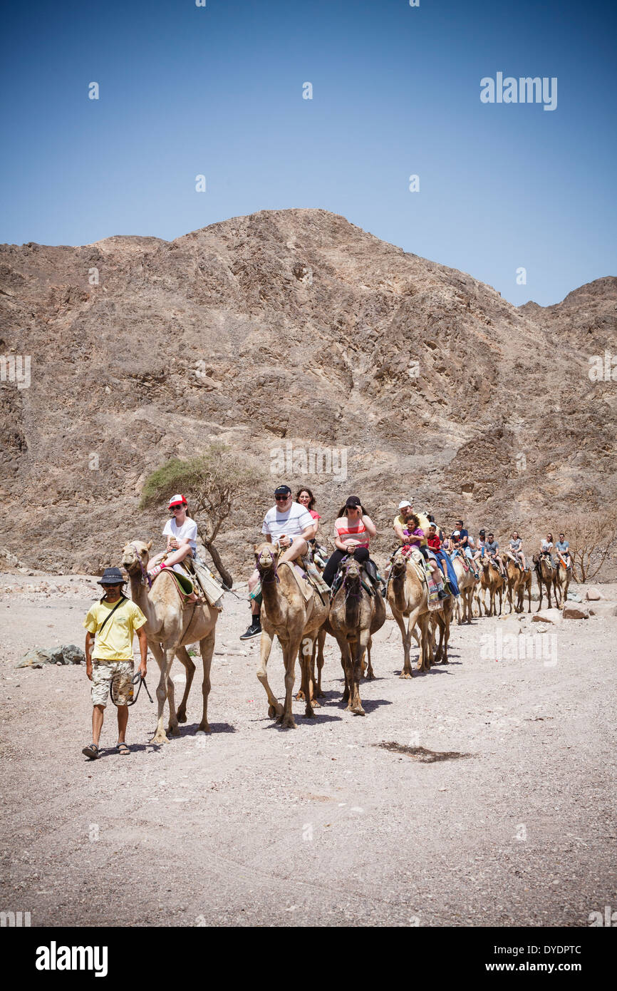 Kamele-Safari in der Wüste, Eilat, Israel Negev Region. Stockfoto