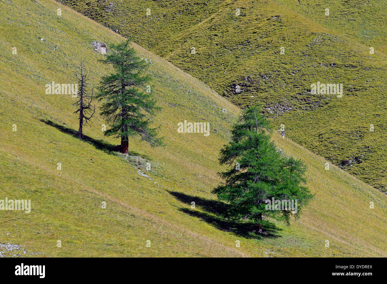 Gemeinsamen Lärche / Europäische Lärche (Larix Decidua) Bäume wachsen im Wald am Berghang in den Alpen Berge, Alpen Stockfoto