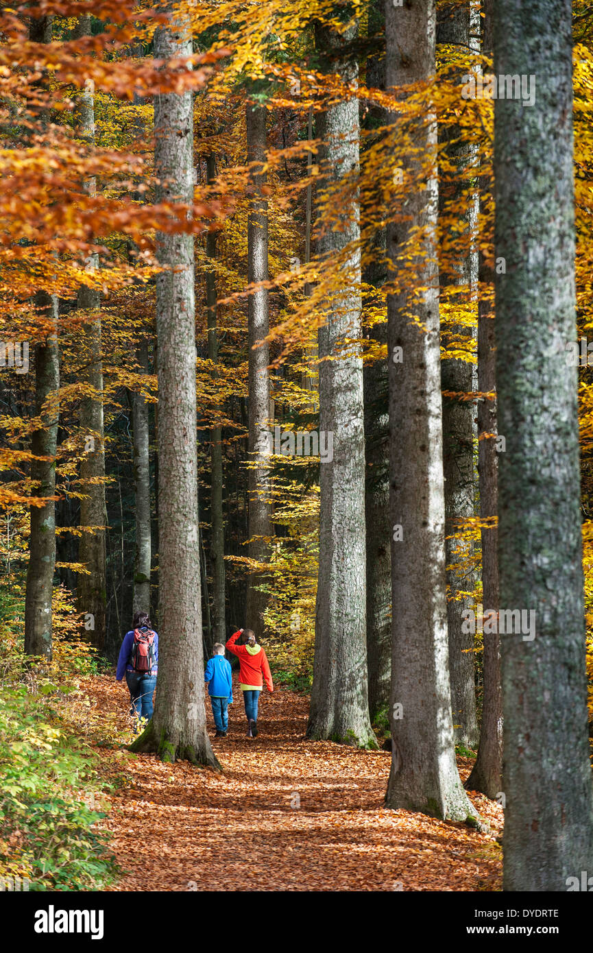 Familie mit Kindern zu Fuß auf Weg in Laub-Wald mit Buche Bäume Laub in Herbstfärbung zeigen Stockfoto