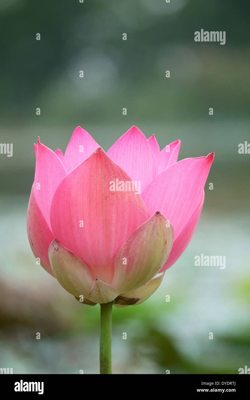Pink Lotus Stockfoto