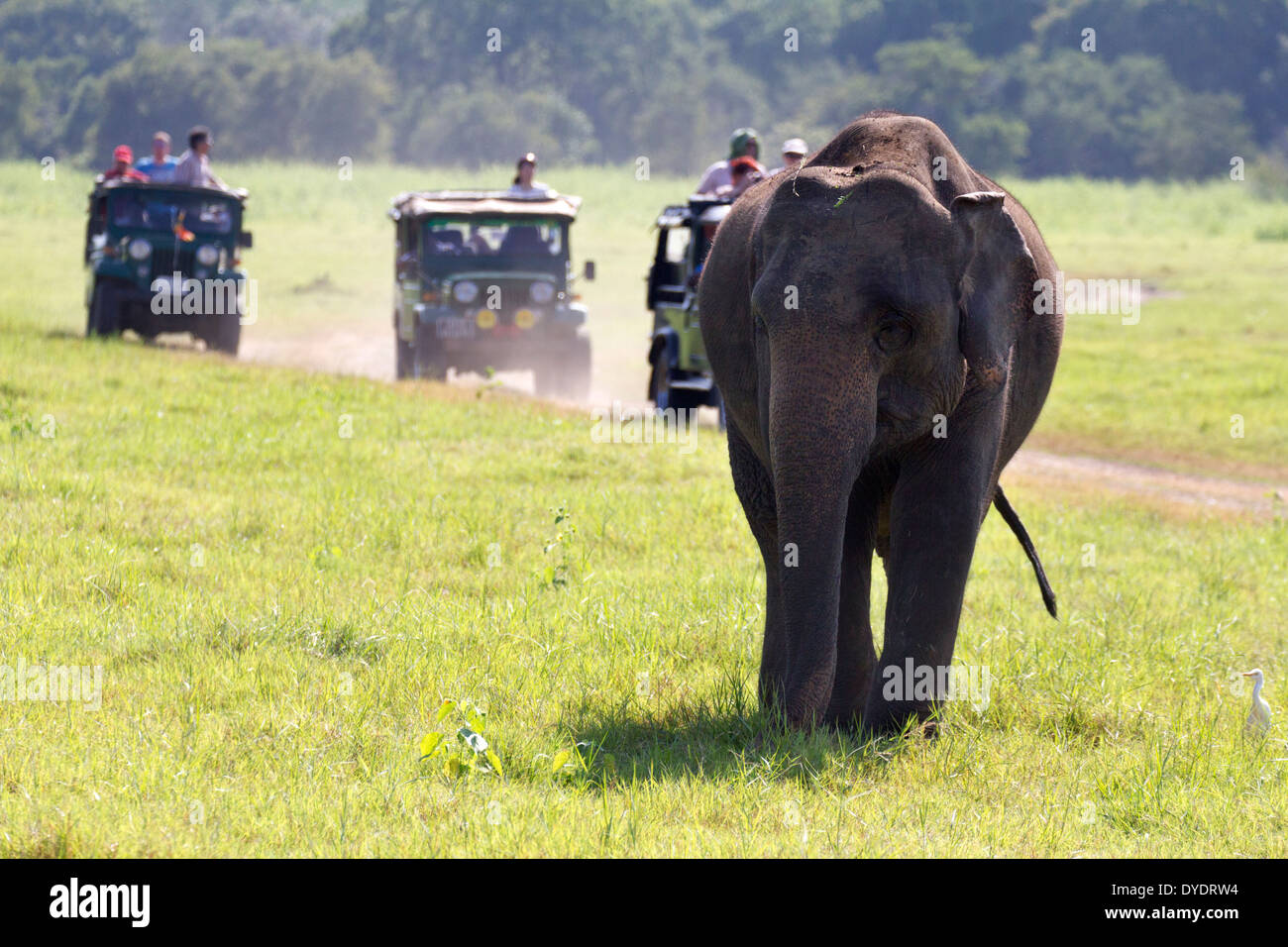 Wilde Elefanten und Jeeps in Yala Nationalpark in Sri Lanka 24 Stockfoto