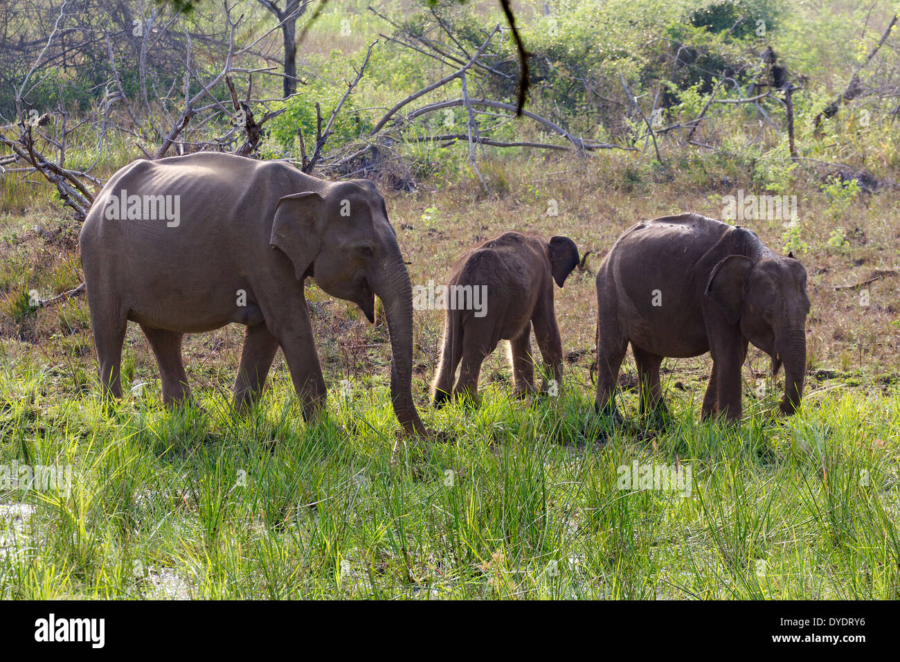 Wilde Elefanten in Yala Nationalpark in Sri Lanka 22 Stockfoto