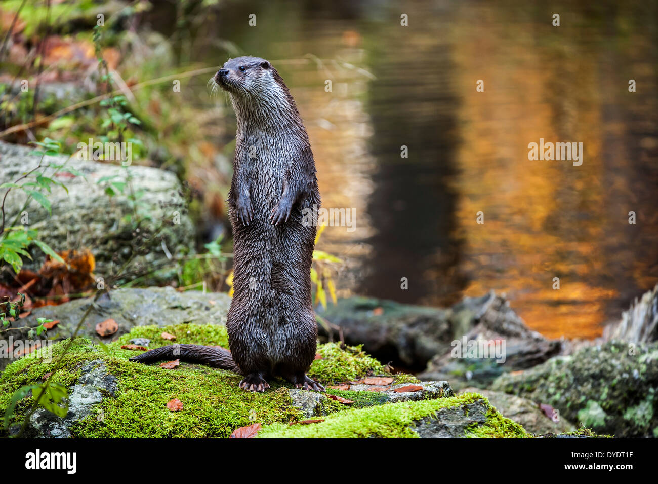 Warnung Europäische River Otter (Lutra Lutra) stehend auf Hinterbeinen am Ufer Stockfoto