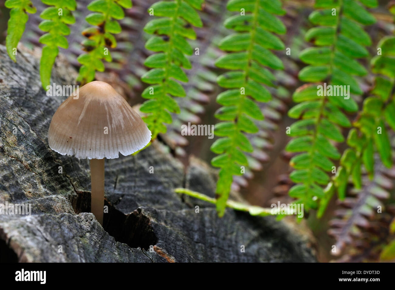 Gemeinsamen Mütze / Haube Mycena / Rosy-Gill Fee Helm (Mycena Galericulata) wächst auf Baumstamm im herbstlichen Wald Stockfoto