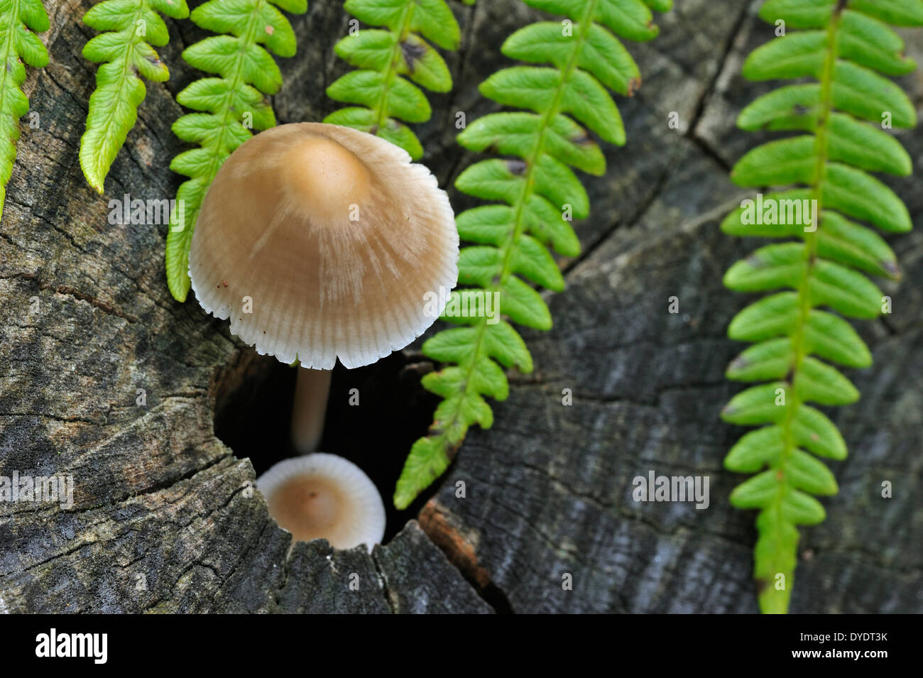 Gemeinsamen Mütze / Haube Mycena / Rosy-Gill Fee Helm (Mycena Galericulata) wächst auf Baumstamm im herbstlichen Wald Stockfoto