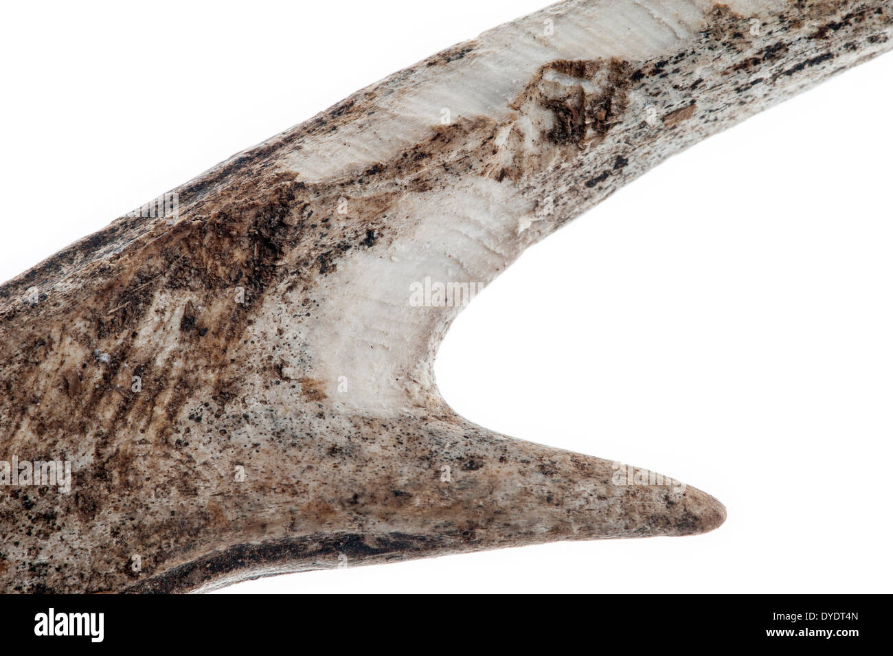 Europäische Rehe (Capreolus Capreolus) vergossen Geweih mit Zahnabdrücke und nagte auf durch Nagetiere für Magnesium, Kalzium, Mineralien Stockfoto