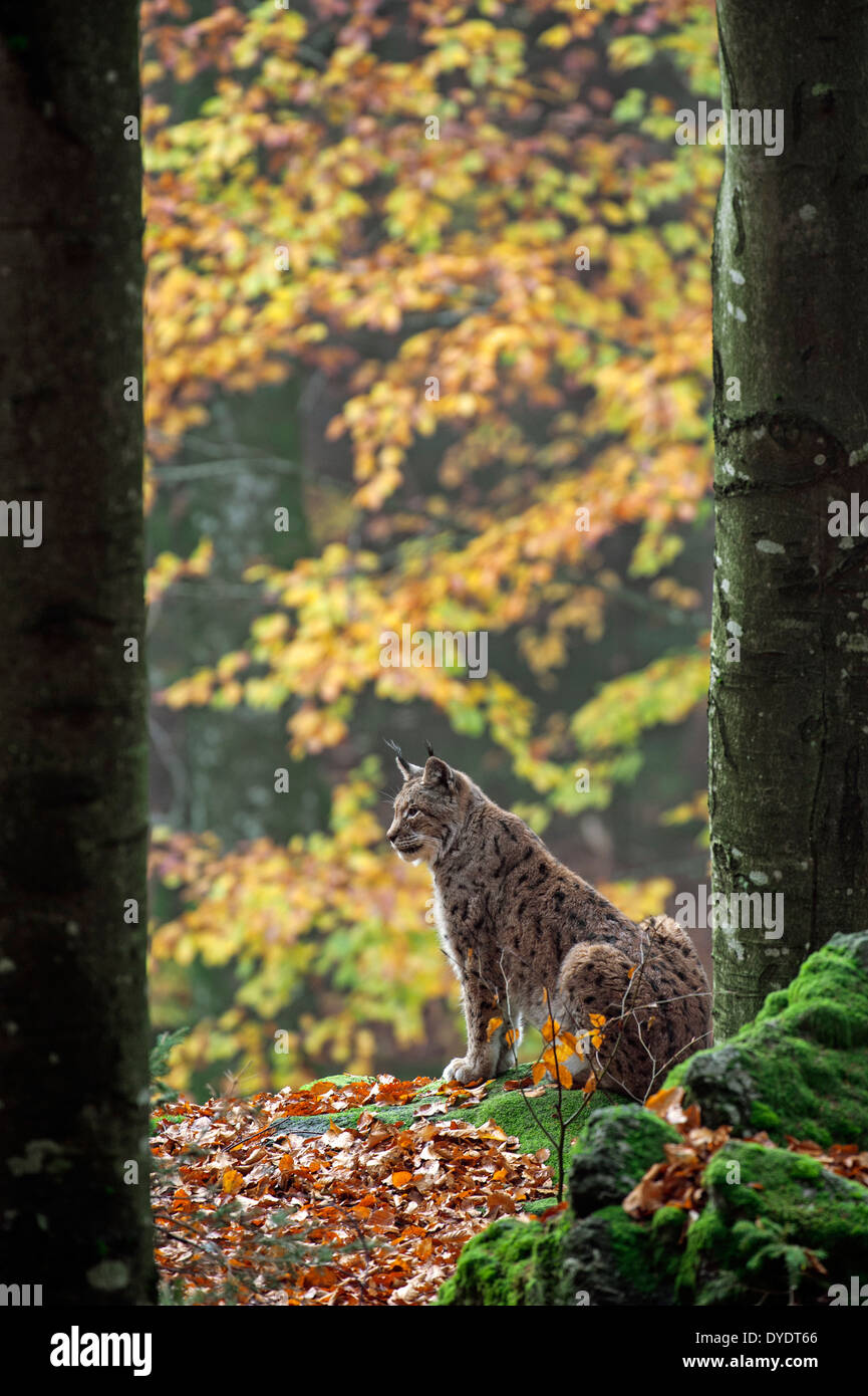 Eurasischer Luchs (Lynx Lynx) sitzen auf der Suche im herbstlichen Wald Stockfoto