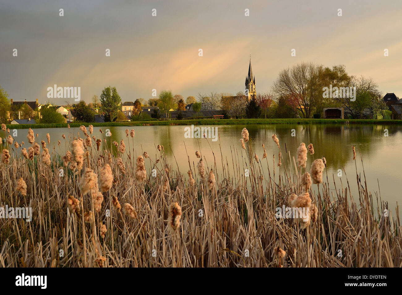 Teich am Rande eines Dorfes (Westfrankreich), Schilf ((Typha Lalifolia) im Vordergrund. Stockfoto