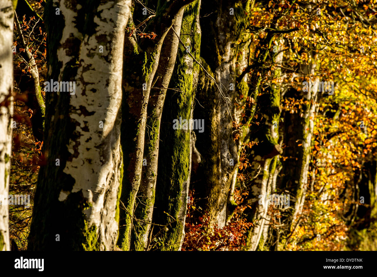 Im Herbst leuchtet Blutbuche Bäume auf Exmoor, Großbritannien Stockfoto