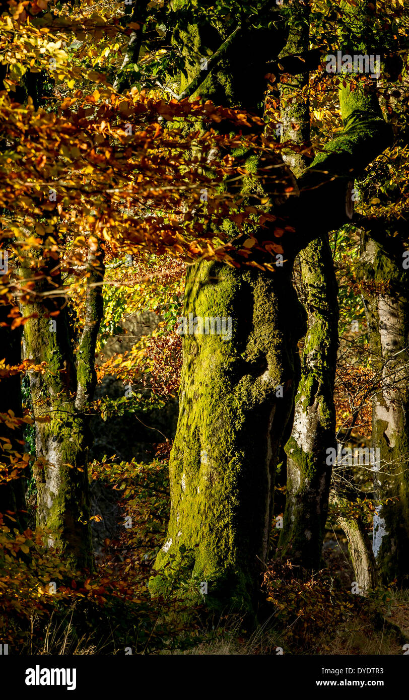 Im Herbst leuchtet Blutbuche Bäume auf Exmoor, Großbritannien Stockfoto