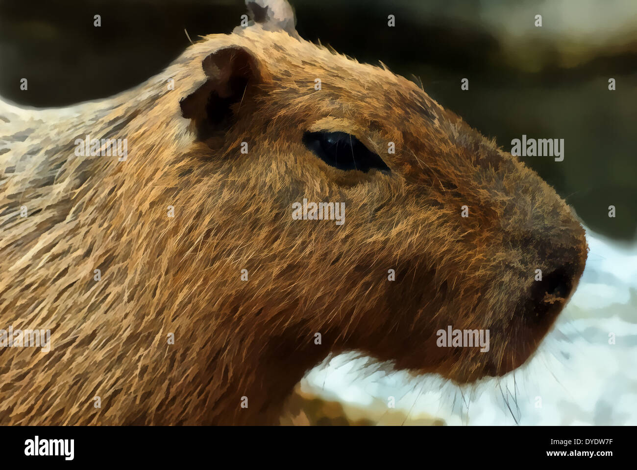 Capybara, Hydrochoerus Hydrochaeris, Illustrationen; Tiere; Bild; Bilder, Grafiken; Illustrationen Capybara, CG Stockfoto