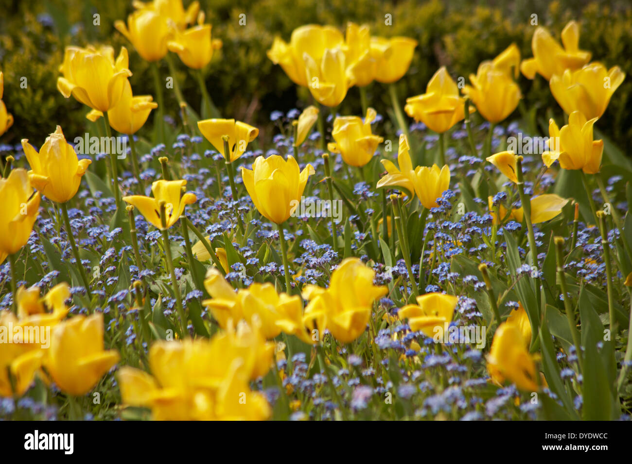Die kontrastierenden gelben Tulpen Tulipa und Blau Forget Me nots Myosotis in den Blumenbeeten in Großbritannien im April Stockfoto