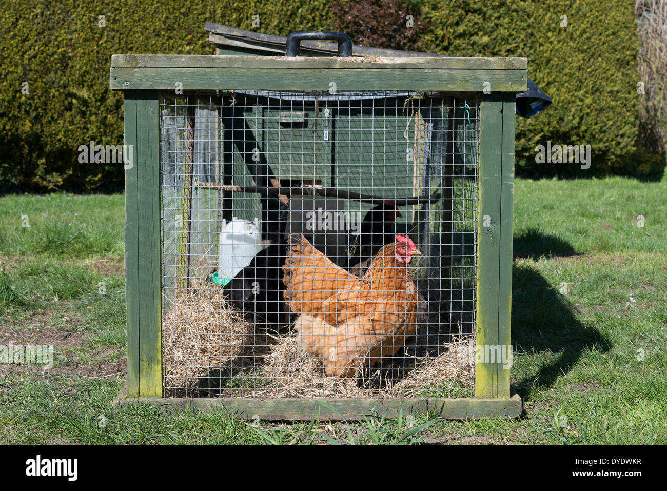Eine Henne in einem Hause Hühnerstall im Vereinigten Königreich Stockfoto