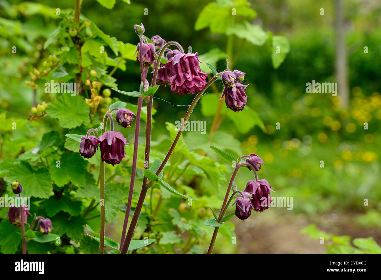 Akelei (Aquilegia) in voller Blüte in einem Garten. Stockfoto